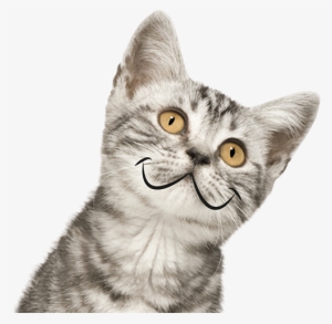 Shopping For Your Cat - Siberian Cat #2986638