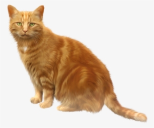 Tabby Cat Png #2986642