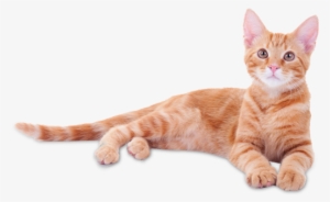 Felines In New York, Ny - Cat In Graduation Cap #2986770