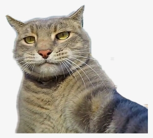 Cat Selfie Sticker #2986917