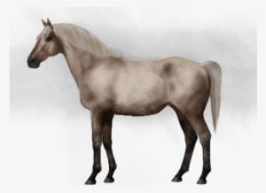 Taken On Mon Feb 13, 2017 - Horse #2988336