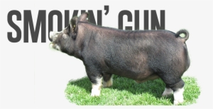 Smokin' Gun - Safari #2990098