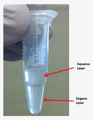 Aqueous Layer - Aqueous Layer In Dna Extraction #2990196