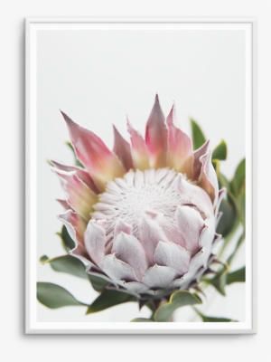 Blushing Protea #2991498