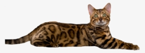 ~brown Charcoal Spotted Bengal Cat~ - Serengeti Cat Png Transparent #2994025
