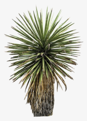 Tree - Arbre - Victoriabea - Tree #2995248