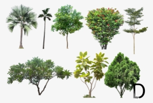 20 Tree Png Images For Architecture, Landscape, Interior - High Resolution Trees Png #30054