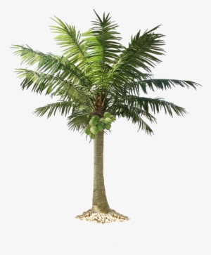 Jungle Tree Png Pic - Cut Out Palm Trees #30132