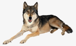 Download - Wolf Png #30154