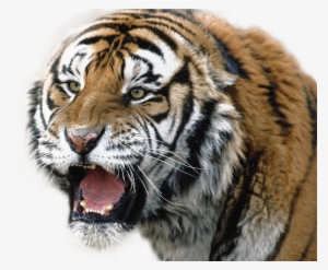 Tiger Png - White Backround Tiger New Hd #30416