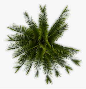 Palm - Palm Tree Top View Png #30534