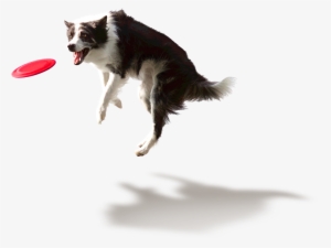 Jumping Dog Png - Smells Like Updog #30653