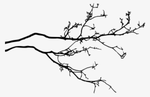 Tree Silhouette Transparent - Branch #30769