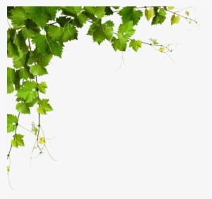 A Common Mistake That People Make When Trying To Design - Leaf Corner Transparent #30869