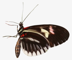 Butterfly Png Transparent Image - Se Alimentan Las Mariposas #31124