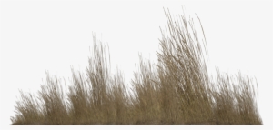 Free Icons Png - Transparent Tall Grass Png #31405
