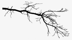 Free Download - Tree Branch Drawing Png #31598