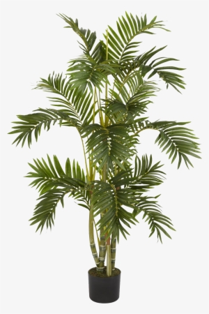 Plants Png - Palm Tree On Pot #31827