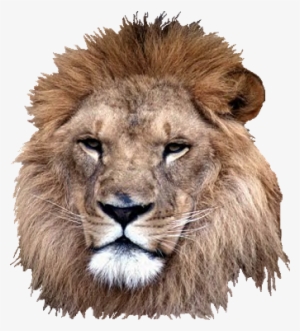 Roaring Lion Png - Head Of A Lion Png #31872