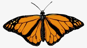 Monarch Butterfly White Background #31959