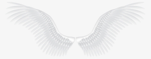 White Angel Wings Png #32000