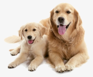 Should I Get A Puppy Or Adult Dog - Dog With Puppy Png #32309