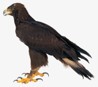 Free Png Eagle Png Images Transparent - Eagle #32357