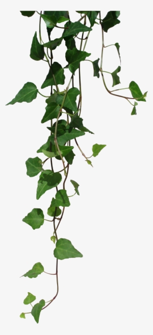 Ivy By Black B O X - Ivy Transparent #32584