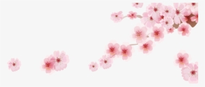 Cherry Blossom Png - Japanese Cherry Blossom Cartoon #32697