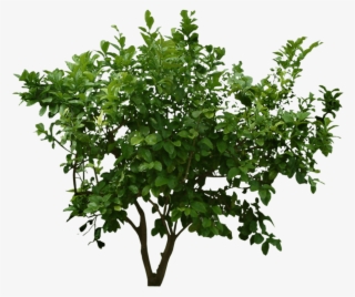 Free Png Plants Png Images Transparent - Png Plants #32699