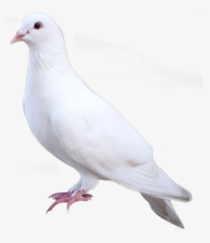 White Dove Png - White Dove Standing Png #32719 White Dove Png - White Dove Standing Png #32719