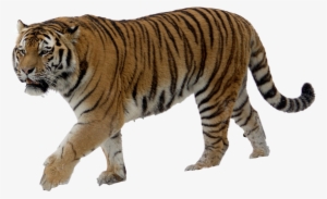 Download Tiger Png Transparent Images Transparent Backgrounds - Tiger With No Background #33073