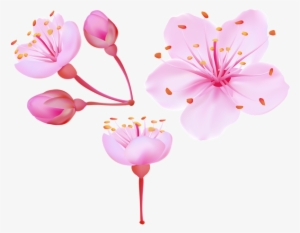 Spring Cherry Blossoms Png Clip Art Image - Cherry Blossoms Clip Art #33164