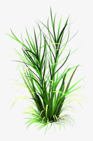 Png Grass Clipart Transparent Image - Grass Leaf Texture Png #33256