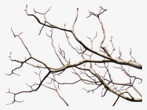 Dead Tree Branch With Transparent Background Png - Tree Branch Transparent Background #33324