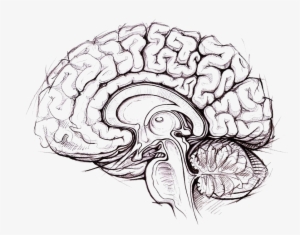 Brain Png Photo #33343