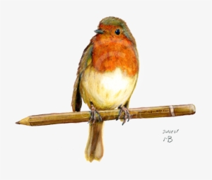 Robin Wild Bird On Pencil - Birds Garden Hand Drawn #33494