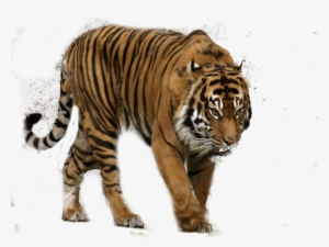 Tiger Hunting Png - Sumatran Tiger #33554