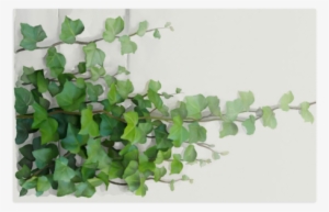 Watercolor Vines, Climbing Plant Zoom Poster 23*36 - Watercolor Climbing Plant #33644