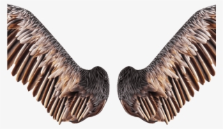 Realistic Bird Wings Png Free Stock Image - Pelican On The Water In Florida, Birds Of The World #33761