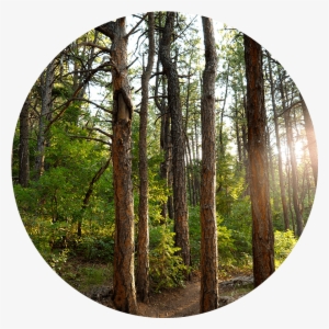 Forest-circle - Grove #33867