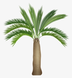 Palm Tree Png #33896