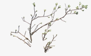 Plant Branch Png - Tree #34257