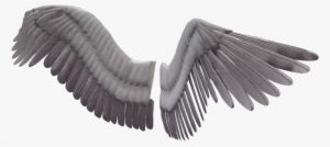 Angel Wings Png Image Background - Bird Wings Transparent Background #34567