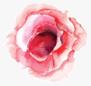 Single Rose Bloom - Rose #34677