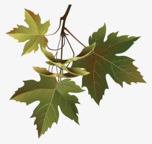 Branch Png #34719