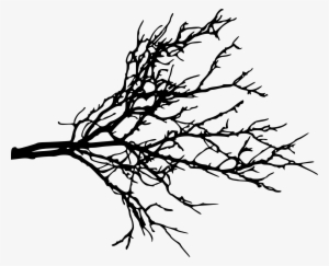 Free Download - Tree Branch Png #34832