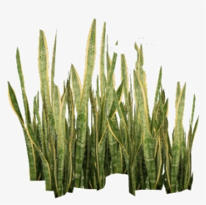 Snake Plant - Plant Png #35004