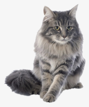 Boise Cat Clinic Offers A Full Range Of Veterinary - Rikki Knight Purebred Maine Coon Cats #35111