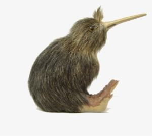 Kiwi Bird Png File - Kiwi Bird White Background #35176